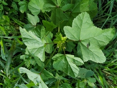 Malva verticillata