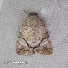 Blenina quinaria