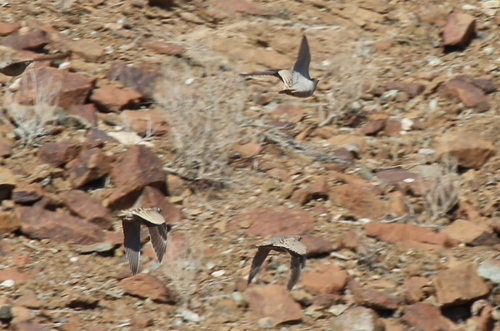 Pterocles lichtensteinii
