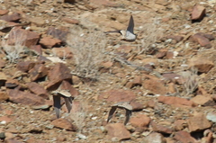 Pterocles lichtensteinii