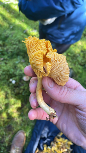 Golden Chanterelle