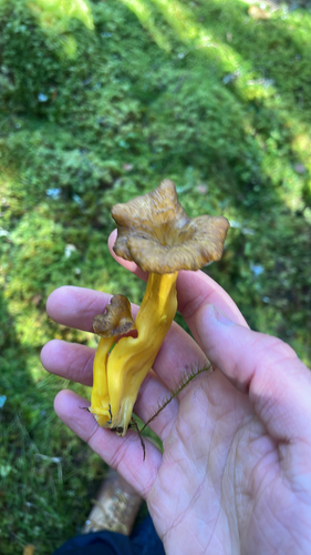 Yellowfoot
