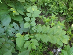 Fraxinus mandshurica
