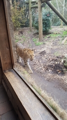 Panthera pardus orientalis