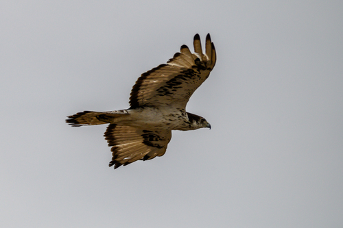 African Hawk-Eagle