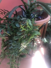 Epiphyllum chrysocardium