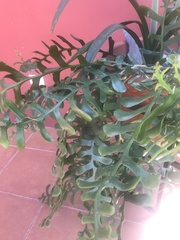 Epiphyllum chrysocardium