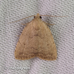 Anachrostis