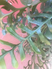 Epiphyllum chrysocardium