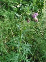 Cirsium pendulum