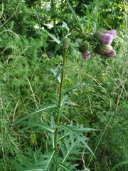 Cirsium pendulum