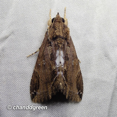 Ercheia cyllaria