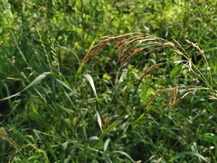 Bromus pumpellianus