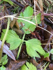 Hydrophyllum virginianum