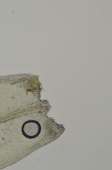 Brachytheciastrum velutinum