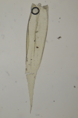 Brachytheciastrum velutinum