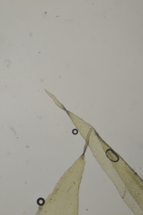 Brachytheciastrum velutinum