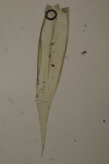 Brachytheciastrum velutinum