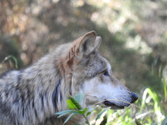 Canis lupus baileyi