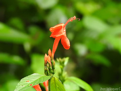 Ruellia humboldtiana