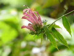 Siphocampylus longibracteolatus