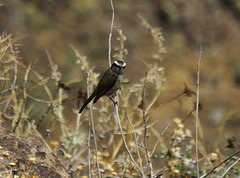 Ochthoeca leucophrys