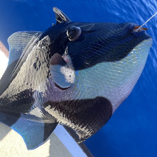 Black-bodied triggerfish (Odonus niger) — Balistidae — 2