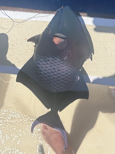 Photo of Redtoothed triggerfish (Odonus niger)