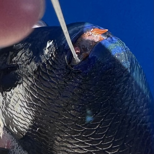 Photo of Redtoothed triggerfish (Odonus niger)