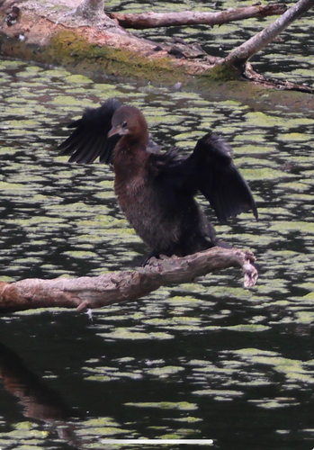 Cormorán pigmeo (Microcarbo pygmaeus)
