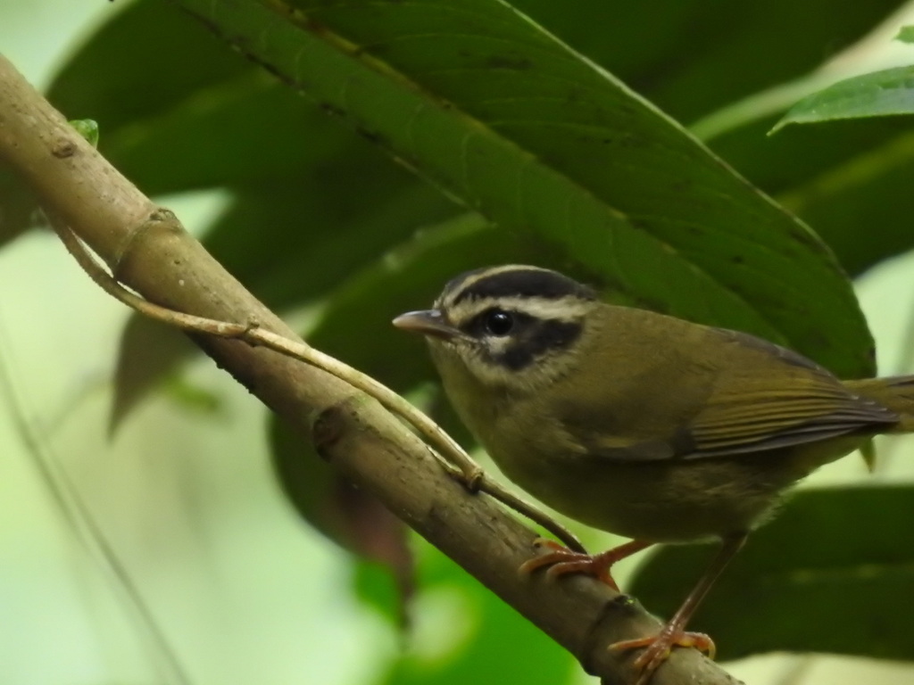 Three-Striped Warbler