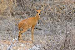 Raphicerus campestris steinhardti