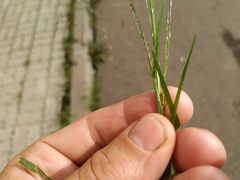 Eragrostis albensis