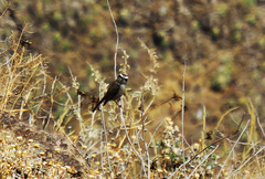 Ochthoeca leucophrys