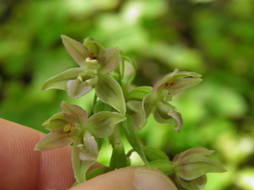 Plačialapis skiautalūpis