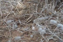 Calliptamus madeirae