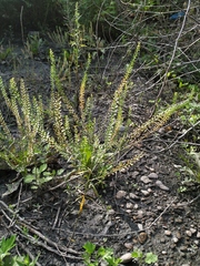 Lepidium densiflorum
