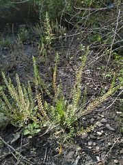 Lepidium densiflorum