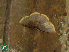 Eois dorisaria