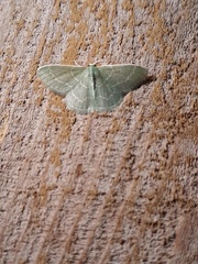 Lepidoptera