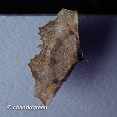 Throana pectinifer
