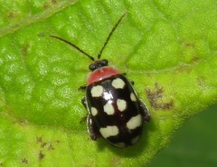 Alagoasa trifasciata