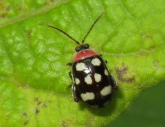 Alagoasa trifasciata