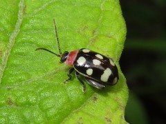 Alagoasa trifasciata