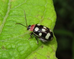 Alagoasa trifasciata