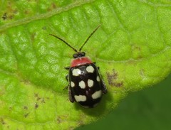 Alagoasa trifasciata