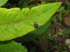Alagoasa trifasciata