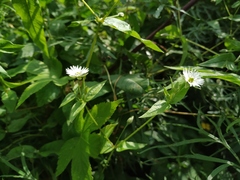 Stellaria radians