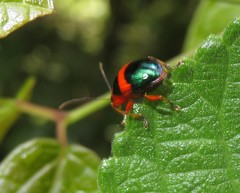 Chalcophana unifasciata