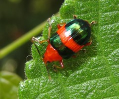 Chalcophana unifasciata